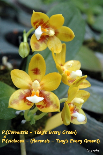 «ö¦¹¦b·sµøµ¡ÂsÄý¹Ï¤ù