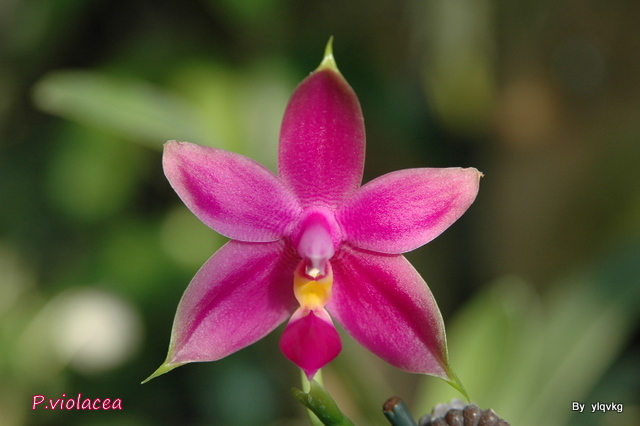 «ö¦¹¦b·sµøµ¡ÂsÄý¹Ï¤ù