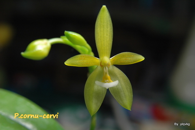 «ö¦¹¦b·sµøµ¡ÂsÄý¹Ï¤ù