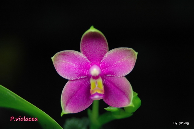 «ö¦¹¦b·sµøµ¡ÂsÄý¹Ï¤ù