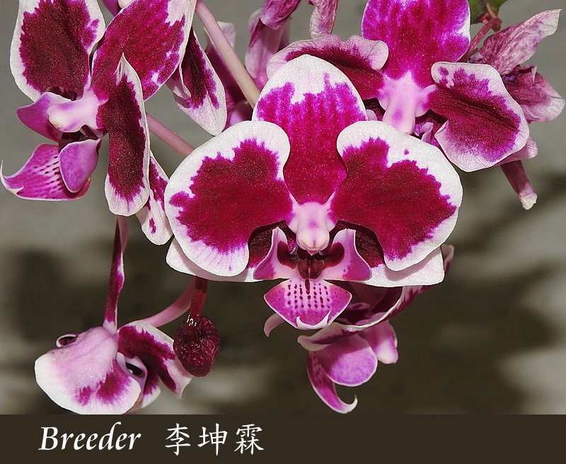 «ö¦¹¦b·sµøµ¡ÂsÄý¹Ï¤ù