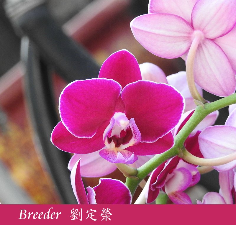 按此在新視窗瀏覽圖片