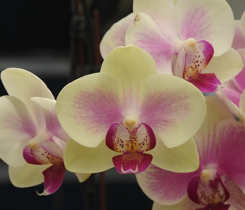 «ö¦¹¦b·sµøµ¡ÂsÄý¹Ï¤ù