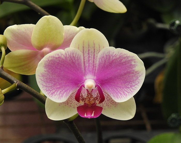 «ö¦¹¦b·sµøµ¡ÂsÄý¹Ï¤ù