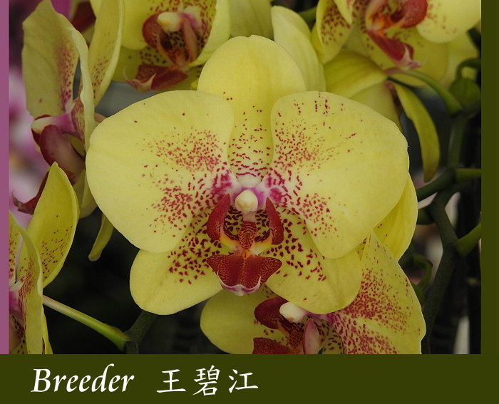 «ö¦¹¦b·sµøµ¡ÂsÄý¹Ï¤ù