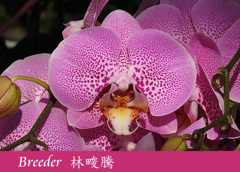 «ö¦¹¦b·sµøµ¡ÂsÄý¹Ï¤ù