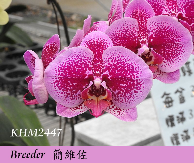 «ö¦¹¦b·sµøµ¡ÂsÄý¹Ï¤ù