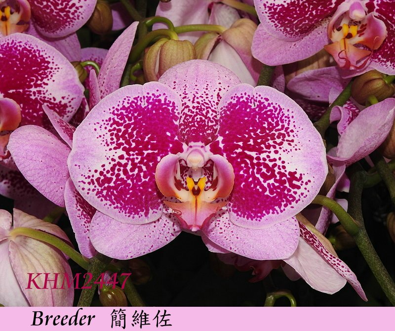 «ö¦¹¦b·sµøµ¡ÂsÄý¹Ï¤ù