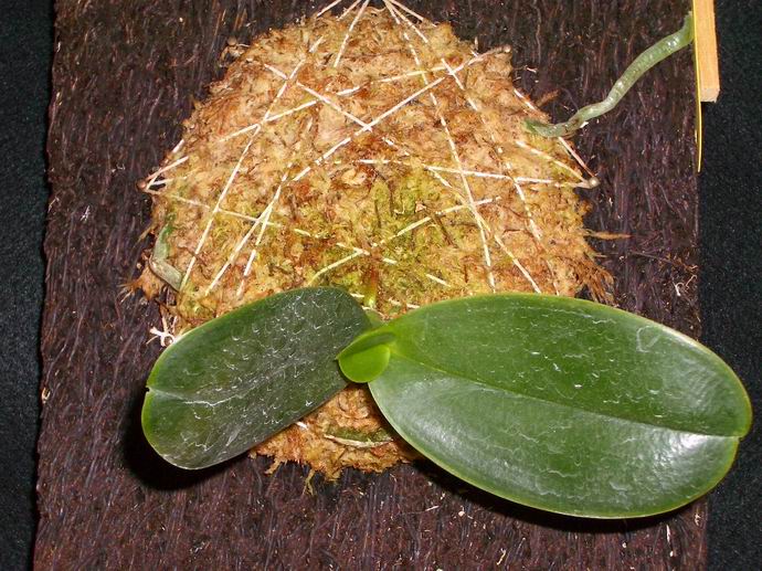 «ö¦¹¦b·sµøµ¡ÂsÄý¹Ï¤ù