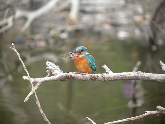 按此在新視窗瀏覽圖片