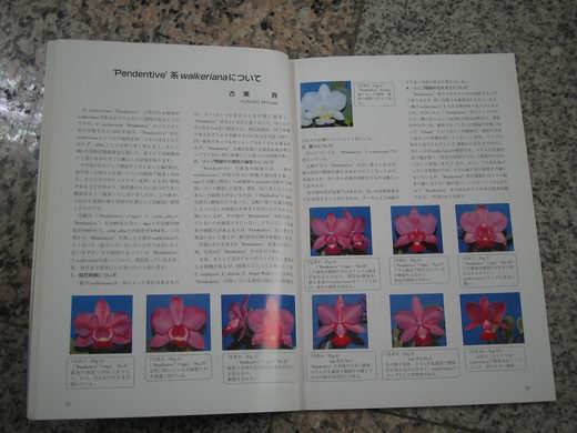 «ö¦¹¦b·sµøµ¡ÂsÄý¹Ï¤ù