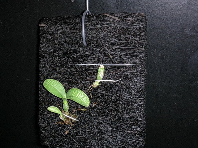 «ö¦¹¦b·sµøµ¡ÂsÄý¹Ï¤ù