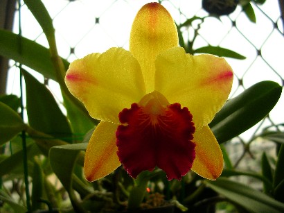 «ö¦¹¦b·sµøµ¡ÂsÄý¹Ï¤ù