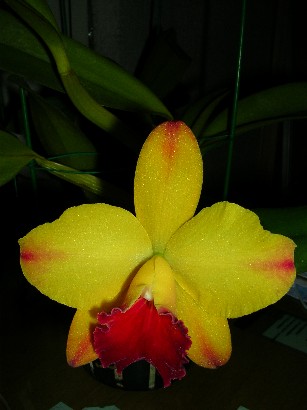 «ö¦¹¦b·sµøµ¡ÂsÄý¹Ï¤ù