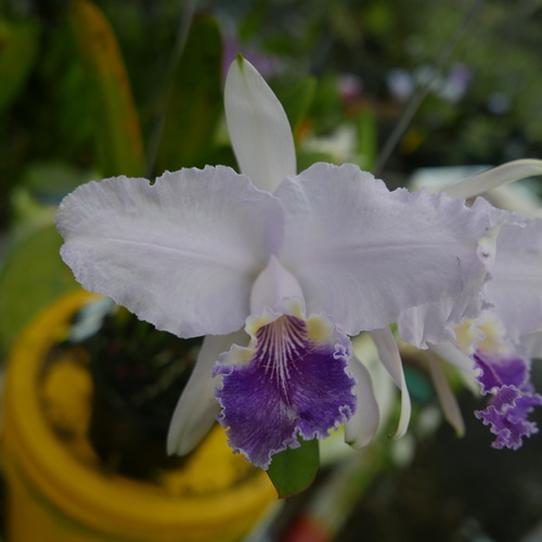 按此在新視窗瀏覽圖片