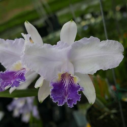 按此在新視窗瀏覽圖片