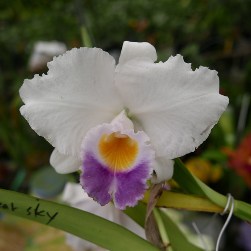 按此在新視窗瀏覽圖片