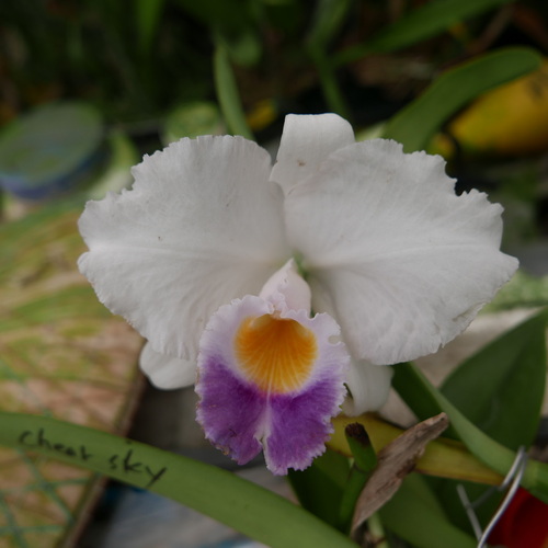 按此在新視窗瀏覽圖片