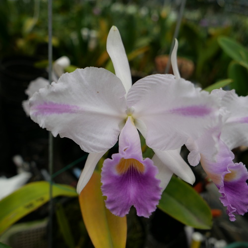 按此在新視窗瀏覽圖片