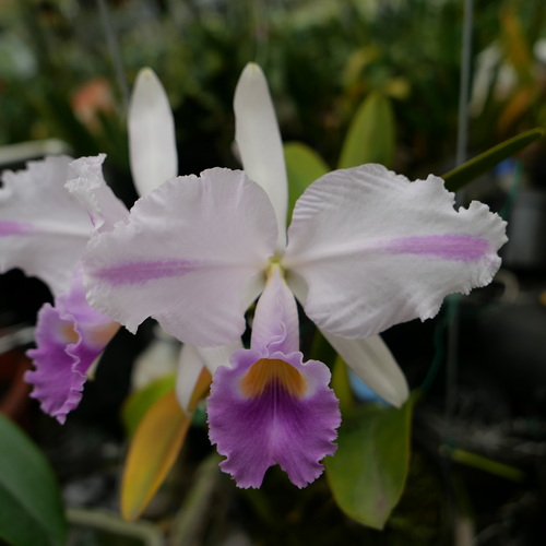 按此在新視窗瀏覽圖片