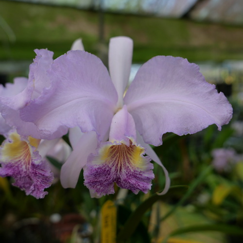 按此在新視窗瀏覽圖片