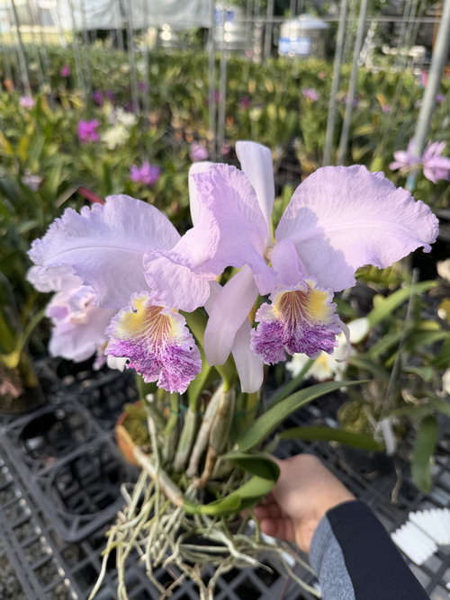 按此在新視窗瀏覽圖片