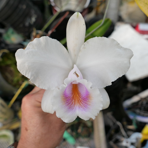 按此在新視窗瀏覽圖片