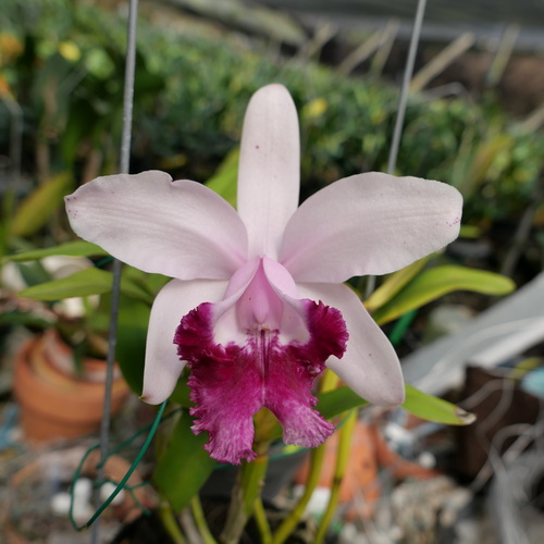 按此在新視窗瀏覽圖片