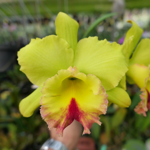 按此在新視窗瀏覽圖片