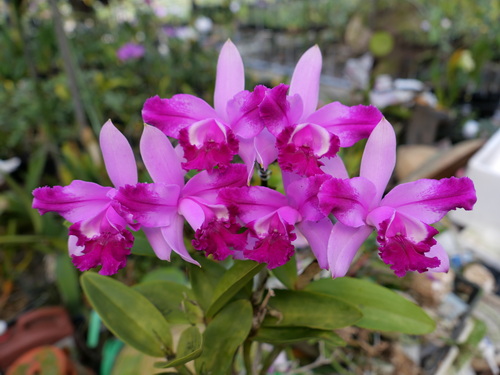 按此在新視窗瀏覽圖片