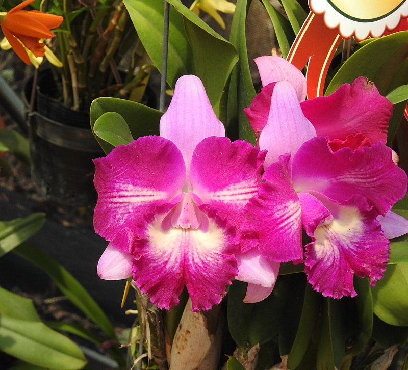 «ö¦¹¦b·sµøµ¡ÂsÄý¹Ï¤ù