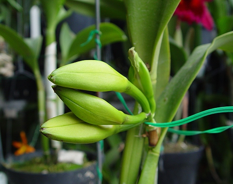 «ö¦¹¦b·sµøµ¡ÂsÄý¹Ï¤ù