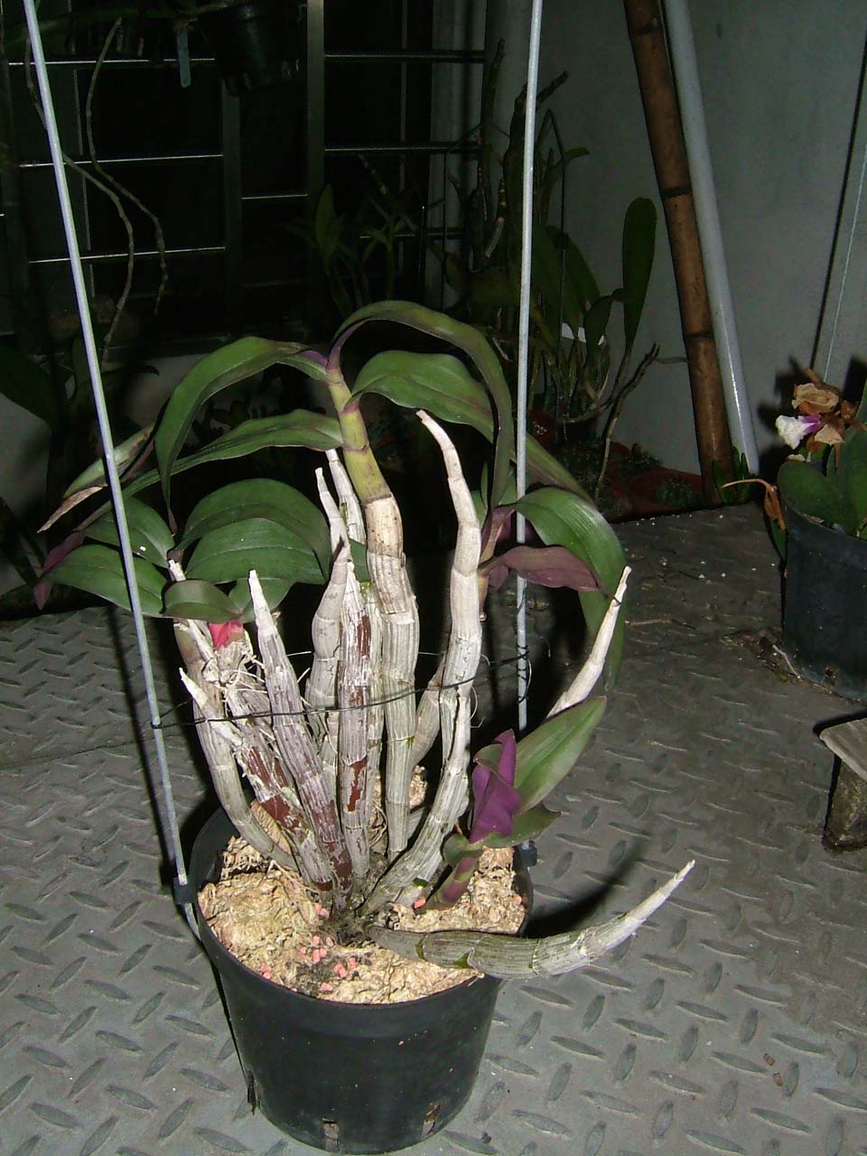 按此在新視窗瀏覽圖片