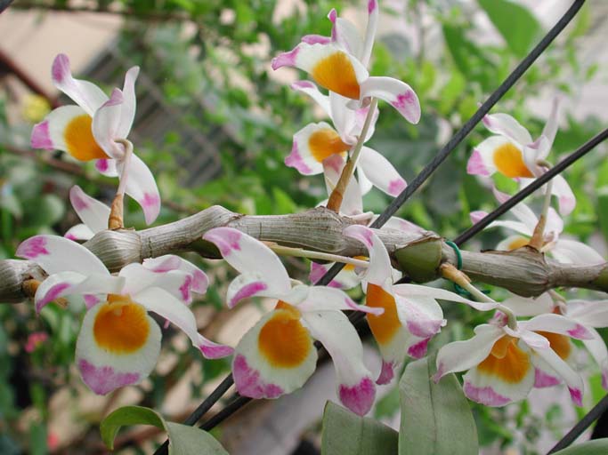 按此在新視窗瀏覽圖片