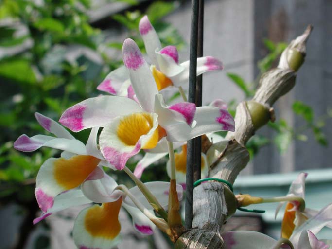 按此在新視窗瀏覽圖片