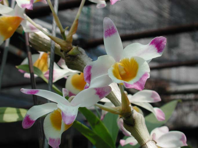 按此在新視窗瀏覽圖片