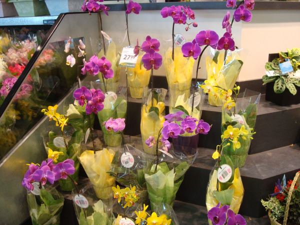 «ö¦¹¦b·sµøµ¡ÂsÄý¹Ï¤ù