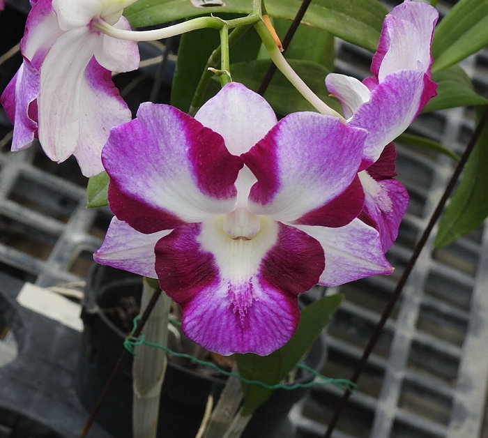 按此在新視窗瀏覽圖片