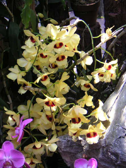 按此在新視窗瀏覽圖片