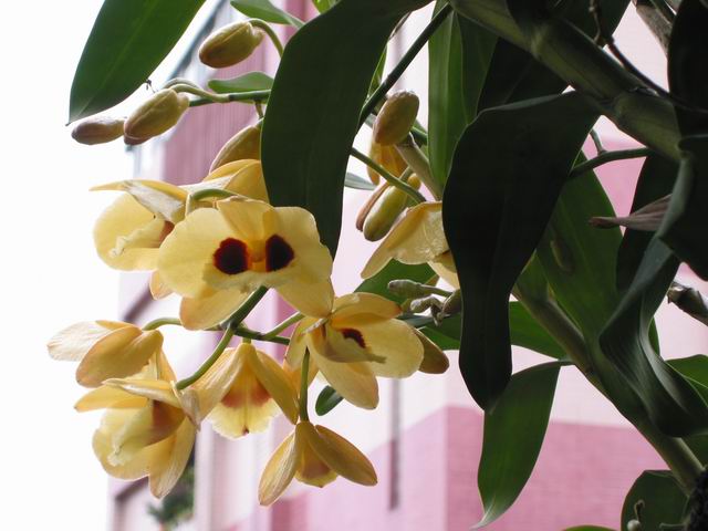 按此在新視窗瀏覽圖片