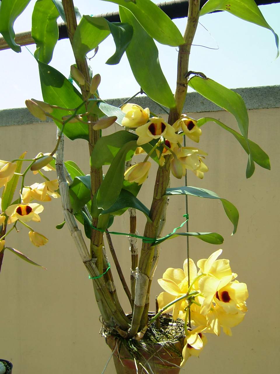 按此在新視窗瀏覽圖片