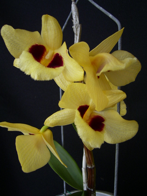 按此在新視窗瀏覽圖片