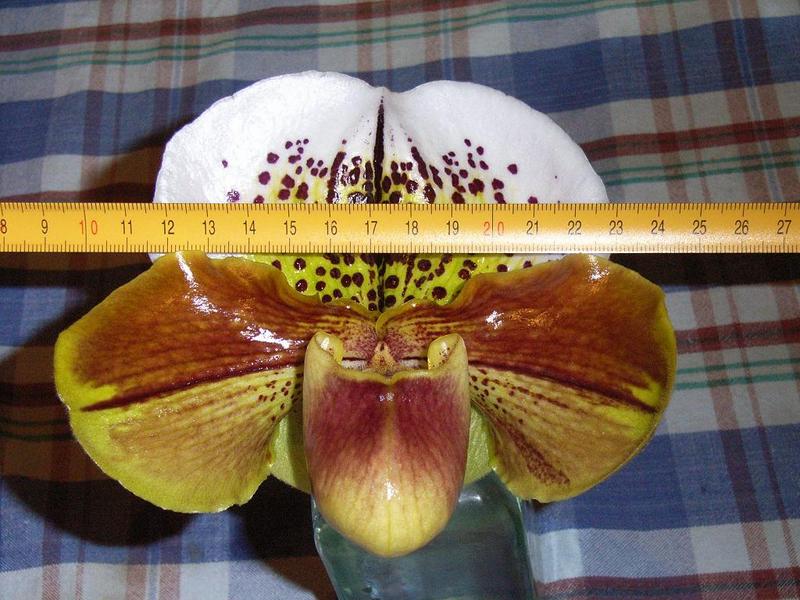 «ö¦¹¦b·sµøµ¡ÂsÄý¹Ï¤ù