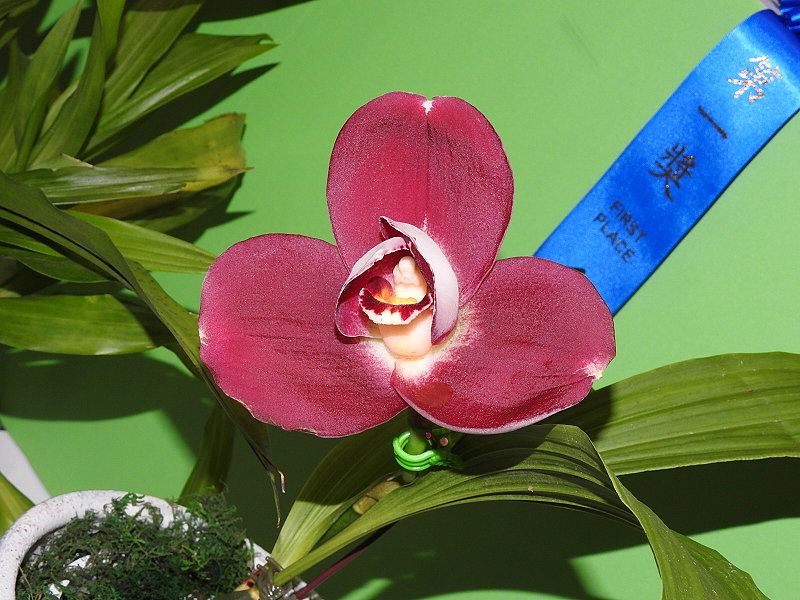 «ö¦¹¦b·sµøµ¡ÂsÄý¹Ï¤ù