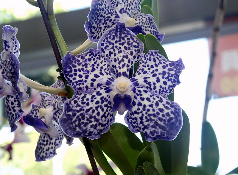 按此在新視窗瀏覽圖片