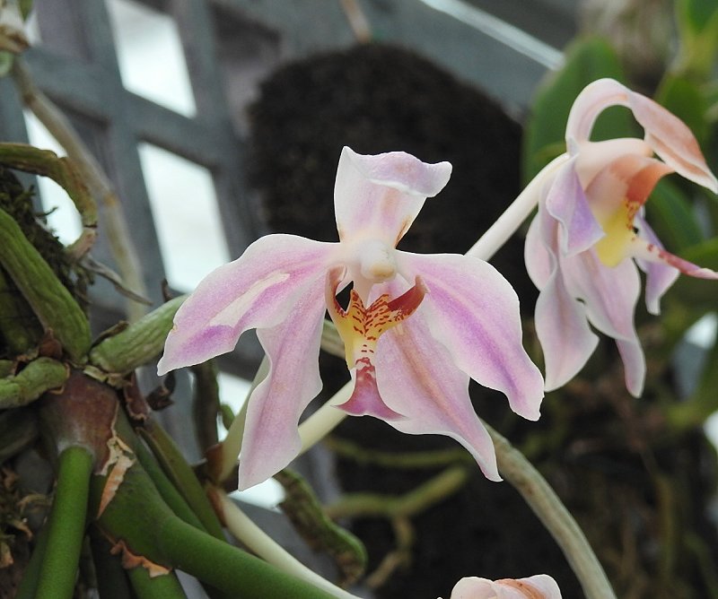 «ö¦¹¦b·sµøµ¡ÂsÄý¹Ï¤ù