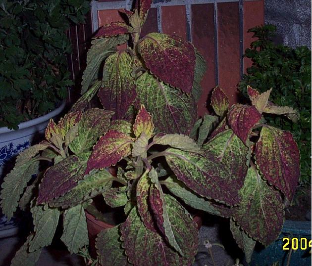 «ö¦¹¦b·sµøµ¡ÂsÄý¹Ï¤ù