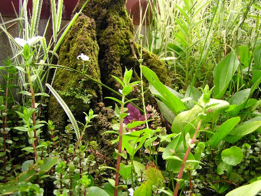 «ö¦¹¦b·sµøµ¡ÂsÄý¹Ï¤ù