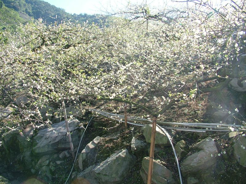 按此在新視窗瀏覽圖片