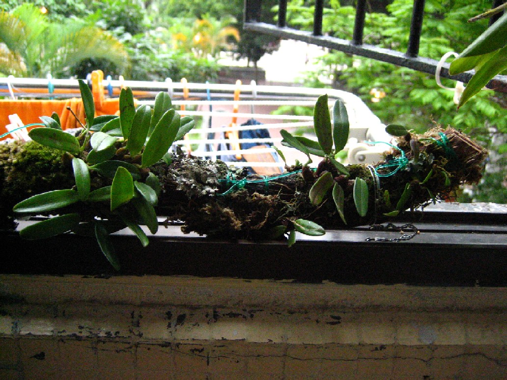 «ö¦¹¦b·sµøµ¡ÂsÄý¹Ï¤ù